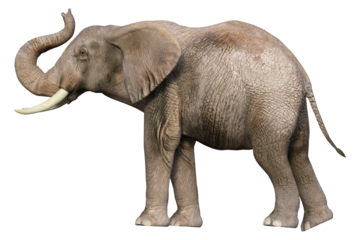 elephant isolated on transparent