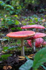 Amanita muscaria, commonly known as the fly agaric or fly amanita. Poisonous red mushroom in the forest