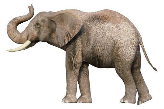 elephant isolated on transparent
