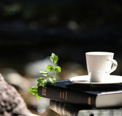 Words of Life Holy Bible, green leaves, teacups and vines
