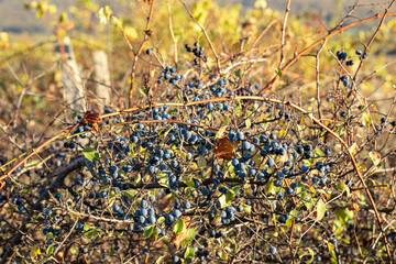 Blue blackthorn berries on the branch.