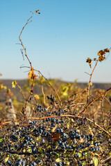 Blue blackthorn berries on the branch.