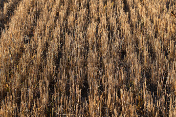 Dry cut grass in the autumn field.