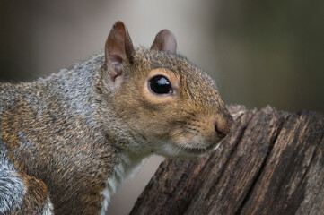 Grey Squirrel close up head shot