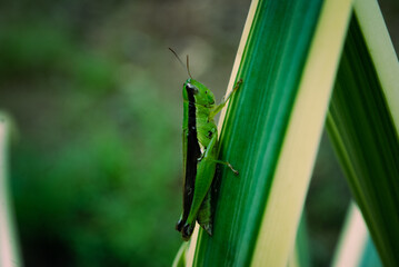 Green grasshopper