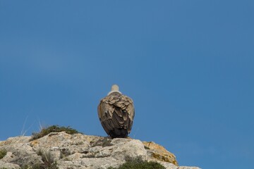 Parte trasera de buitre lonado mientras observa el barranco
