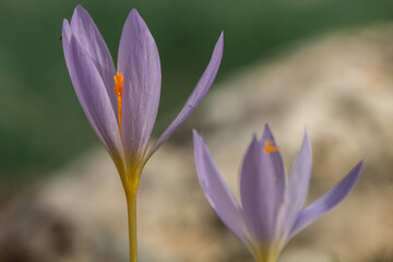 Fototapeta premium Dos flores de azafrán