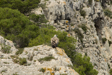 Paisaje del Alt de les Pedreres en Alcoy con buitres leonado observando el precipio