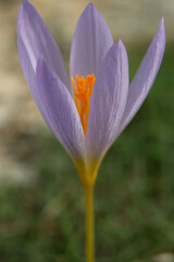 Fototapeta premium Flor de azafrán