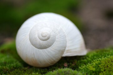 coquille d'escargot
