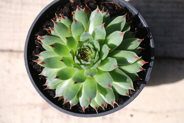 Rojnik wapienny Bicolor Sempervivum calcareum © Perovskia