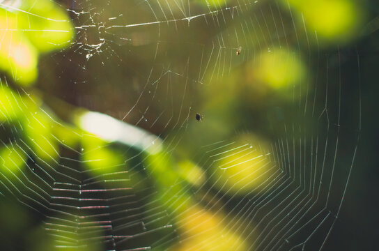 Spider Web Close Up With Green Background