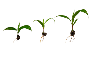 White background elaeis tree seedlings