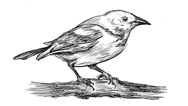Hand drawn realistic bird sketch. Graphic vector image. Bird sitting on a branch