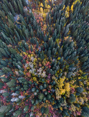 Pine Trees, Cottonwoods, Maples, Autumn, Drone Aerial, in Little Cottonwood Canyon, Utah. - obrazy, fototapety, plakaty