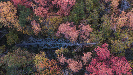a fallen dead pine tree aerial during autumn in the Wasatch mountains