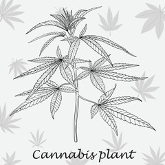 Simplicity cannabis plant freehand drawing flat design.