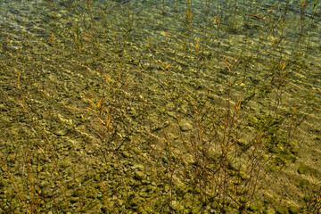 Im klaren Wasser sieht man den steinigen Grund während seichte Wellen Lichtreflexionen im Wasser verursachen und vereinzelt Schilfgrass im Wasser steht.