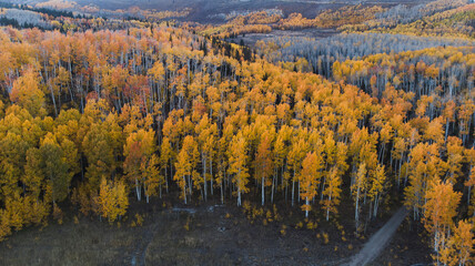 Yellow aspens near Guardsman Pass Utah, aerial drone shot. 