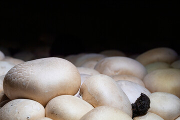 Crimini mushrooms ready for harvest