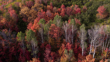 Colorful variety of autumn trees in Utah, drone aerial shot, maples, aspen, pines, oaks.