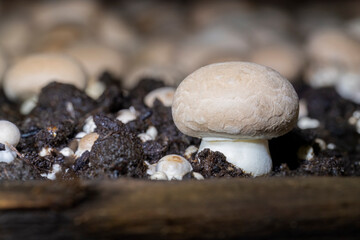 Closeup of a crimini mushroom growing