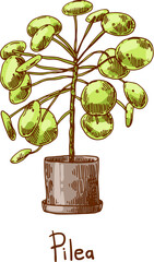 Pilea. Houseplants vector illustrations. Urban jungles. Plants are friends. - 539776363