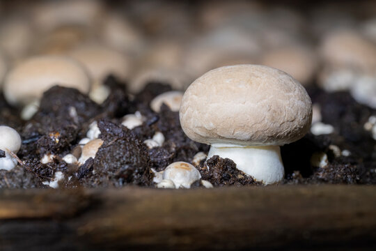 Closeup of a crimini mushroom growing