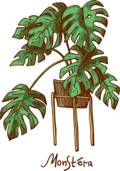Monstera. Houseplants vector illustrations. Urban jungles. Plants are friends. - 539776522