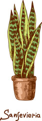 Sansevieria. Houseplants vector illustrations. Urban jungles. Plants are friends. - 539776578
