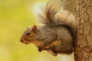 squirrel on a tree