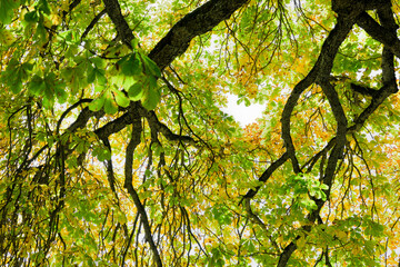 Die Äste und bunten Blätter eines Kastanienbaumes im Herbst von unter dem Baum gesehen.