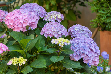 Beautiful violet and pink hydrangea or hortensia flower close up. Blooming Hydrangea macrophylla...