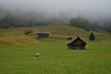 Eine Kuh grast auf einer grünen Grasweide, mit einzelnen Holzhütte und der herbstliche Bergwald ist von einer Wolkendecke bedeckt. - obrazy, fototapety, plakaty