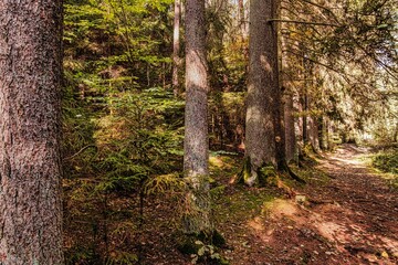 Große starke und alte Nadelbäume am Rand des Waldweges
