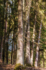 Fototapeta premium Große starke und alte Nadelbäume am Rand des Waldweges