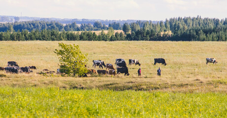 Naklejka na ściany i meble a herd of livestock, cows and sheep graze in a meadow under the supervision of shepherds