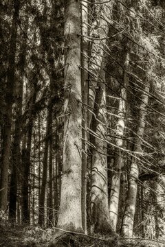 Große starke und alte Nadelbäume am Rand des Waldweges © Lichtblick