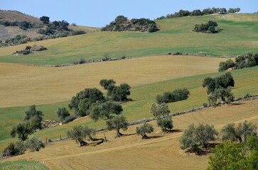Obraz premium Paisaje ondulado en la comarca de Antequera, Málaga, Andalucía, España