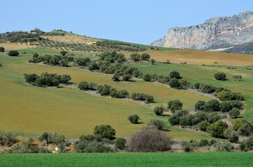 Fototapeta premium Paisaje ondulado en la comarca de Antequera, Málaga, Andalucía, España