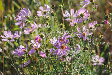 decorative cosmea flower growing in a sunny garden