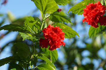 Two hibiscus flowers on the plant 