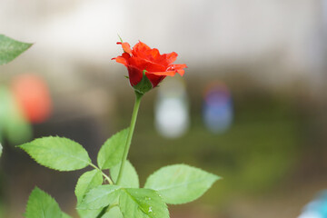 Rose flower in the blur background 