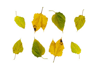 Isolated leaves. Collection of isolated autumn leaves on a white background