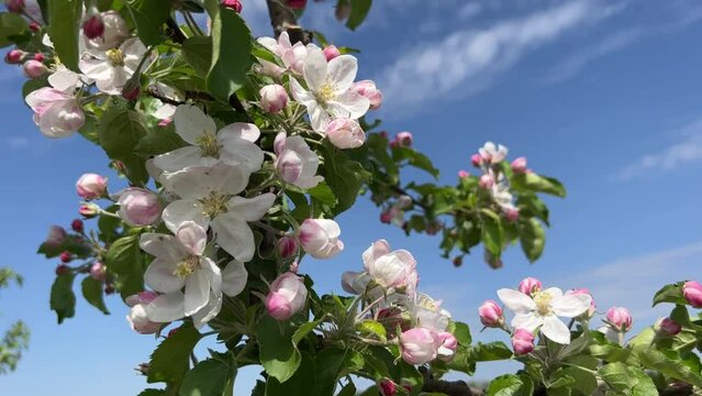 Spring apple tree in bloom.