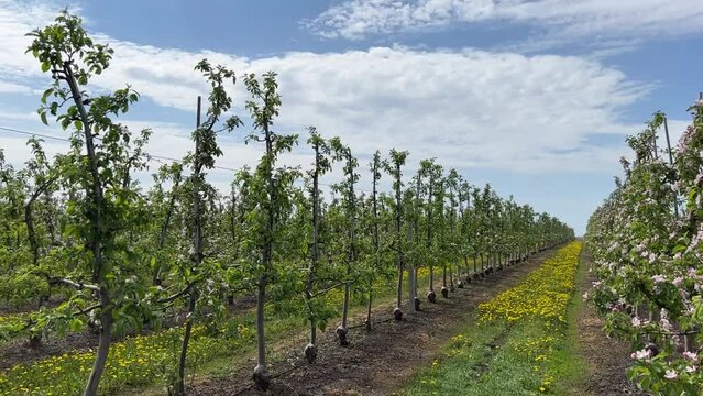 Blossoming apple trees in orchard at spring.