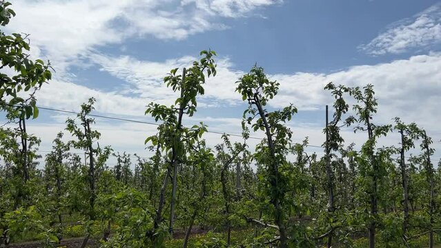 Blossoming apple trees in spring orchard against sky with clouds.