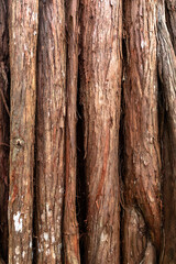 Textured brown bark of large rainforest tree