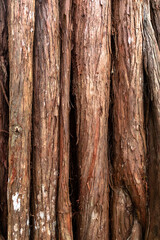 Fototapeta premium Textured brown bark of large rainforest tree