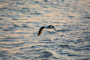 seagull in flight